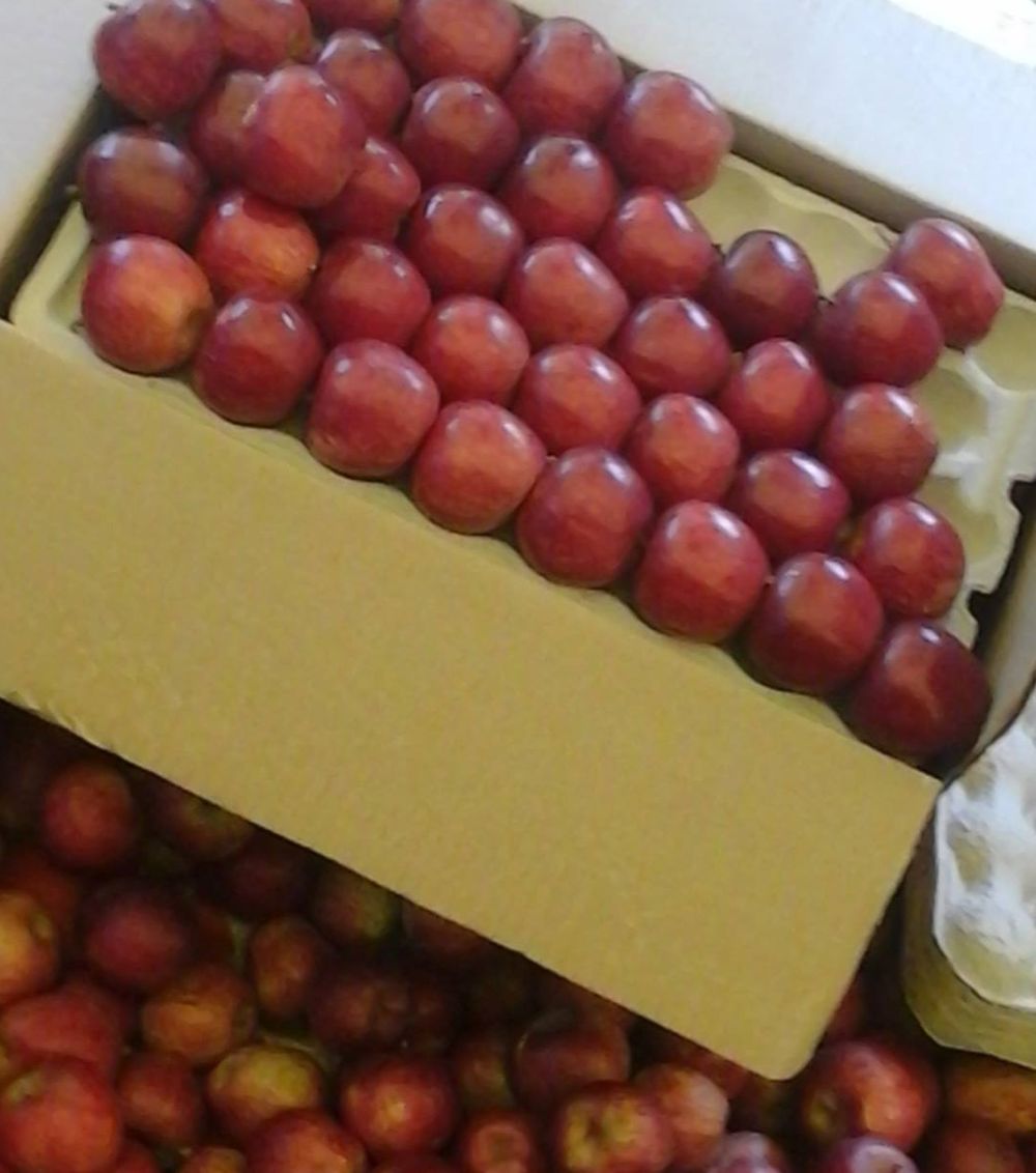 The News Himachal Apple season starts picking up, 7.76 lakh boxes