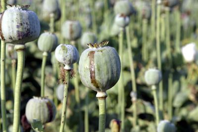 Image result for heroin poppy plants